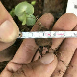 Dioscorea Elephantipes Seeds 2cm 4PCS