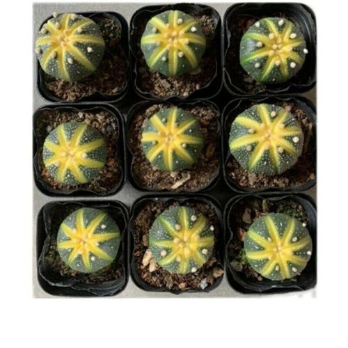 Astrophytum Asterias Variegated Yellow 3cm 9PCS