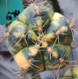 Gymnocalycium Denudarum Paraguayensis Variegated 3cm 3PCS