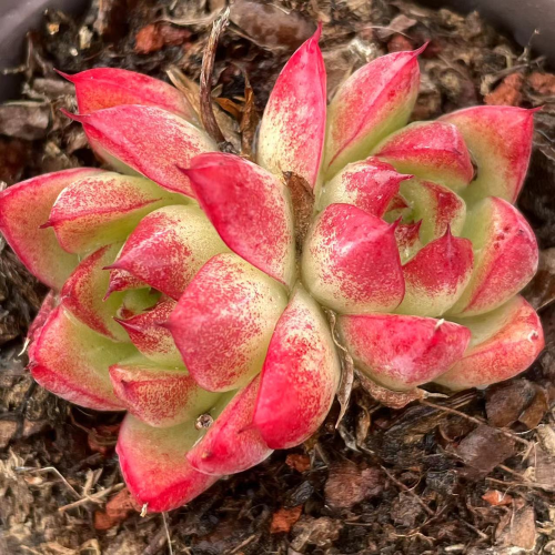 Echeveria‘Violet Queen’ hybrid 6cm