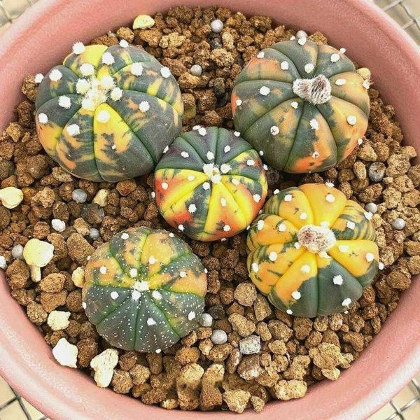 Astrophytum Asterias Variegated 2cm 5pcs