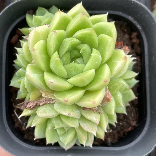 Echeveria red queen group 5cm