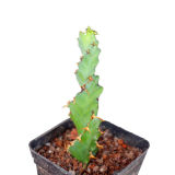 Euphorbia Tortirama 10cm 3pcs