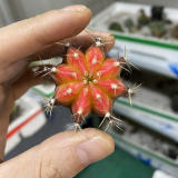 Gymnocalycium MihanovichiiBr.et Rose Variegated 3cm 3PCS