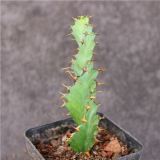 Euphorbia Tortirama 10cm 3pcs