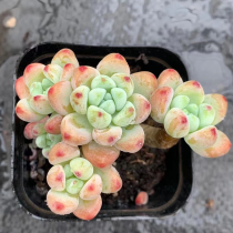 Sedum clavatum 6cm