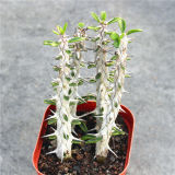 Alluaudia Procera 10cm 4pcs