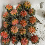 Gymnocalycium MihanovichiiBr.et Rose Variegated 3cm 3PCS