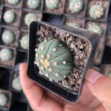 Astrophytum Asterias Green 3cm 5pcs