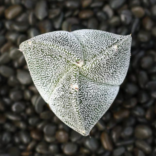 Astrophytum myriostigma Triangle 4cm