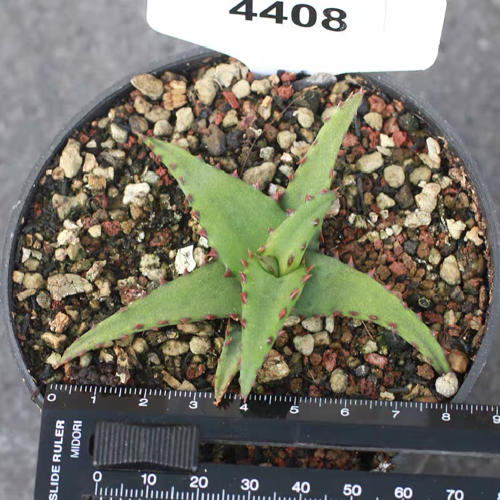 Aloe castilloniae 8cm