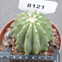 Ferocactus glaucescens forma nuda 6cm