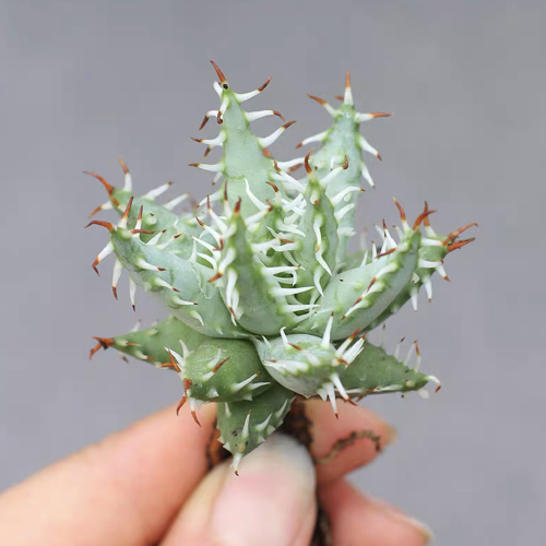 Aloe erinacea 4cm