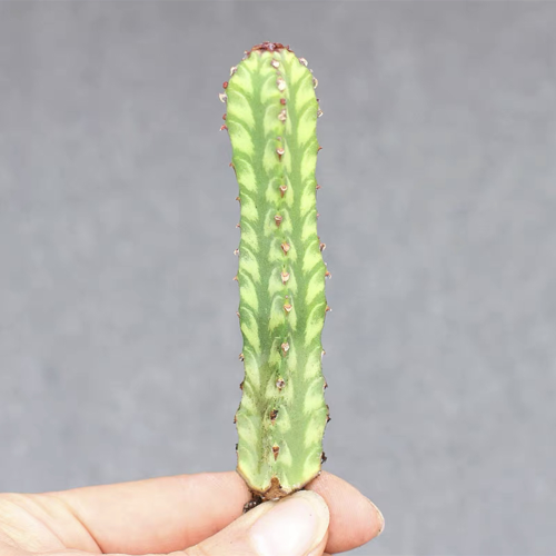 Euphorbia pseudocactus 6cm