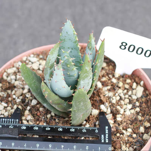 Aloe peglerae 6cm