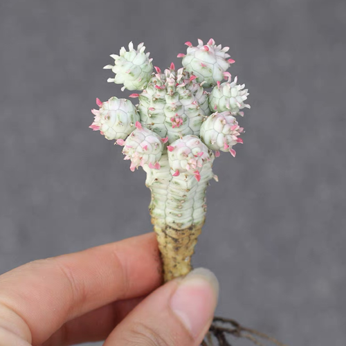 Euphorbia mammillaris'Variegata' 3cm