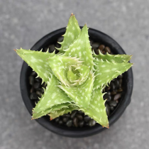 Aloe vera var 4cm