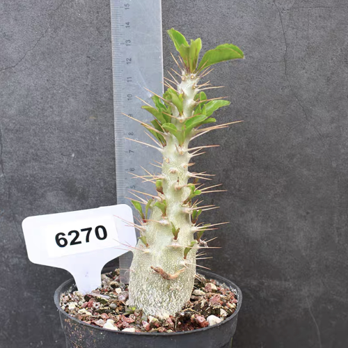 Pachypodium saundersii 10cm