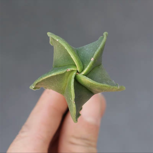 Astrophytum myriostigma var. nudum Pentagonal 4cm