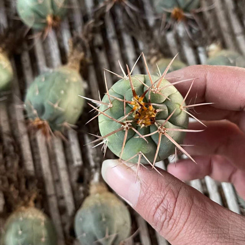 Gymnocalycium cardenasianum 3cm