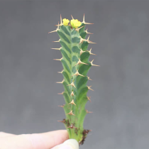 Euphorbia virosa 6cm
