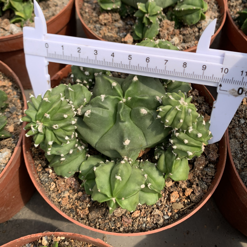 Astrophytum myriostigma 10cm