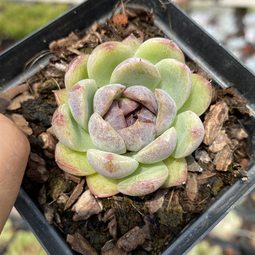 Echeveria Black Roses crystal 4cm