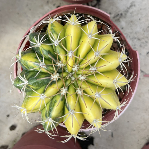 Melocactus neryi K.Schumann Variegated 8cm