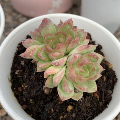 Echeveria Red queen 4.5cm