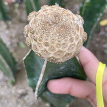 Euphorbia Turbiniformis grafting width4cm high25cm