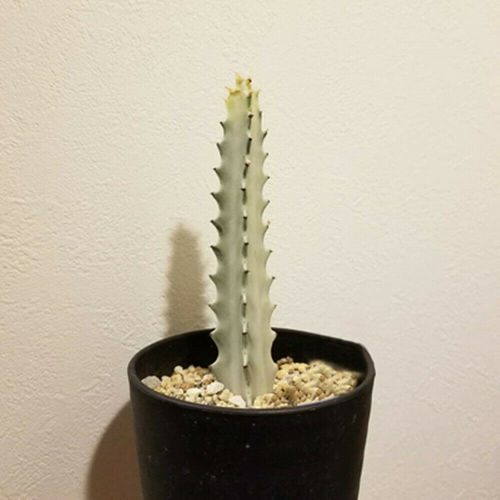 Euphorbia trigona White Hybrid 12cm