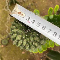 Euphorbia gymnocalycioides grafting width10cm high25cm