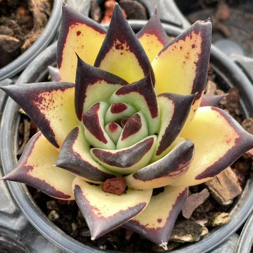 Echeveria agavoides 'Ebony' 8cm