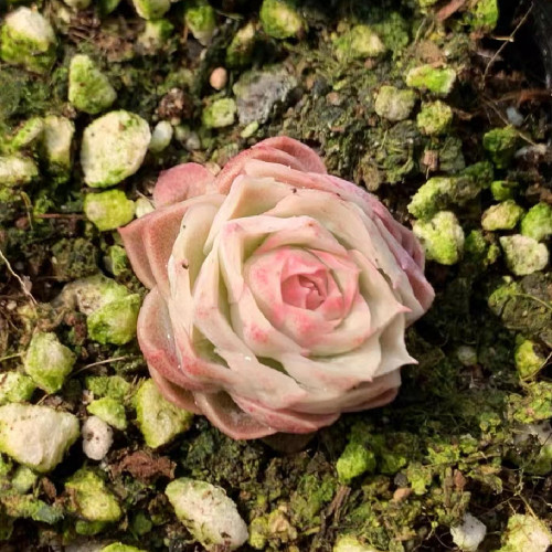 Sedeveria ‘Green Rose’ 3cm