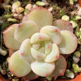 Echeveria‘Violet Queen’ hybrid 5cm