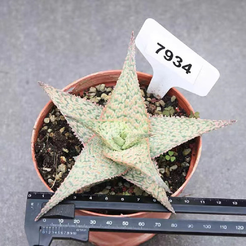 Aloe Peppermint hybrid 12cm