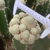 Euphorbia piscidermis group grafting width8cm high40cm