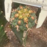 Echinocactus horizonthalonius hybrid grafting width4cm high20cm