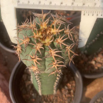Echinocactus horizonthalonius hybrid grafting width6cm high25cm
