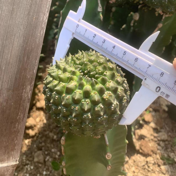 Euphorbia gymnocalycioides grafting width7cm high5cm