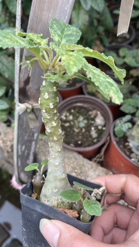 Dorstenia crispa Variegata 20cm
