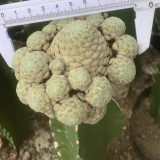 Euphorbia piscidermis group grafting width8cm high40cm