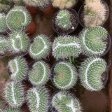 Mammillaria compressa hybrid 11cm