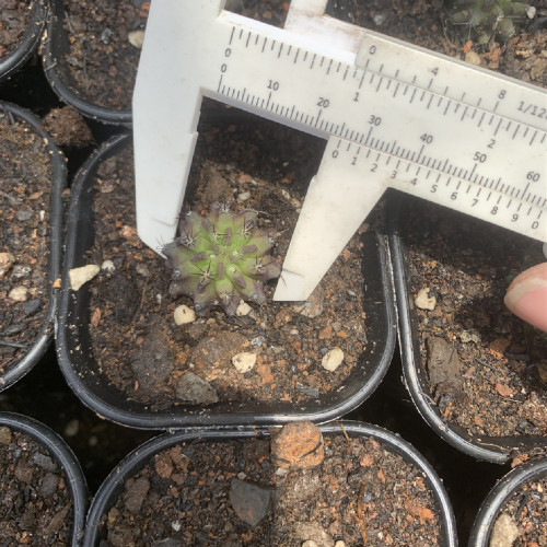Eriosyce paucicostata 2.5cm