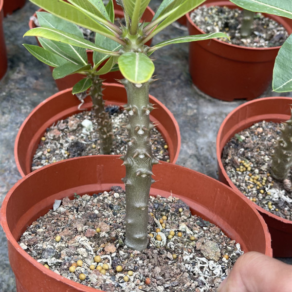 Pachypodium baronii 20cm