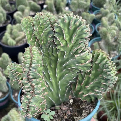 Euphorbia pseudocactus f. cristata 12cm