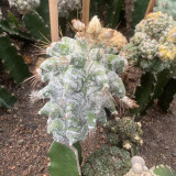 Astrophytum ornatum grafting 10cm