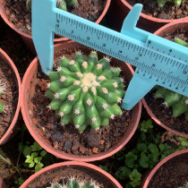 Echinocactus grusoniiHildm. var.subinermis 5cm