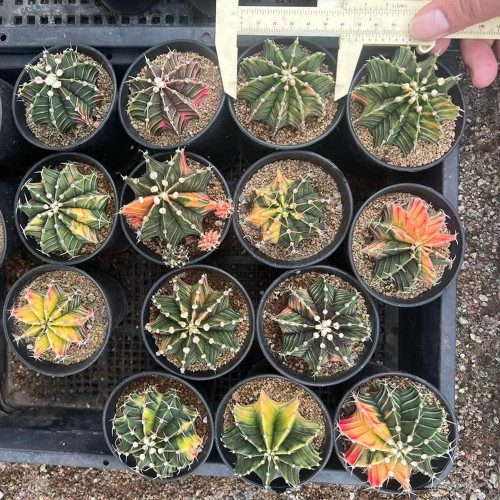 Gymnocalycium stenopleurum variegated 5cm