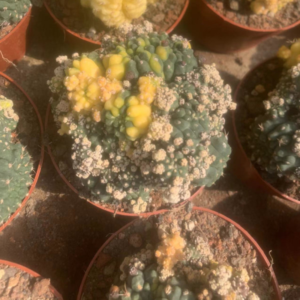 Gymnocalycium baldianum cristata variegated 12cm